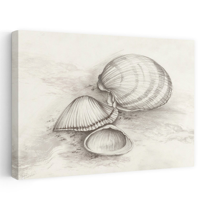 Seashells Resting On Sand by Eli Jones - Wrapped Canvas Print, 30.48 cm H x 45.72 cm W
