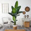 7ft. Artificial Travellers Palm Tree with Handmade Jute & Cotton Basket
