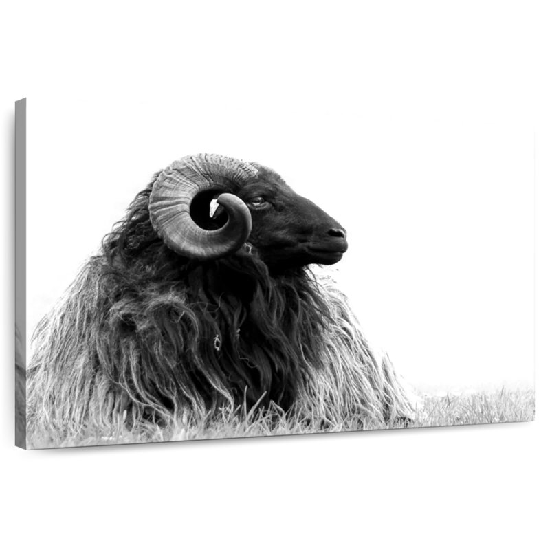 Brampt Bighorn Ram, 32" H x 48" W