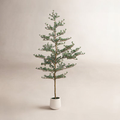 Adcock Olive Tree in Planter