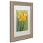 " Rembrandt Tulip "-32709226-32709229