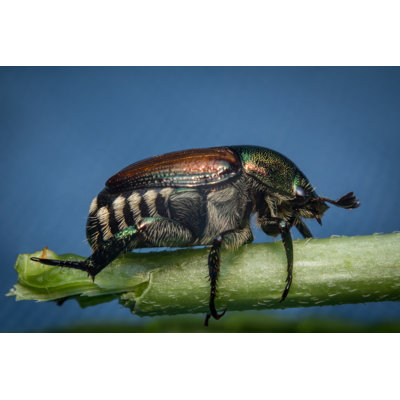 Delsha " Beetle " by Ezumeimages