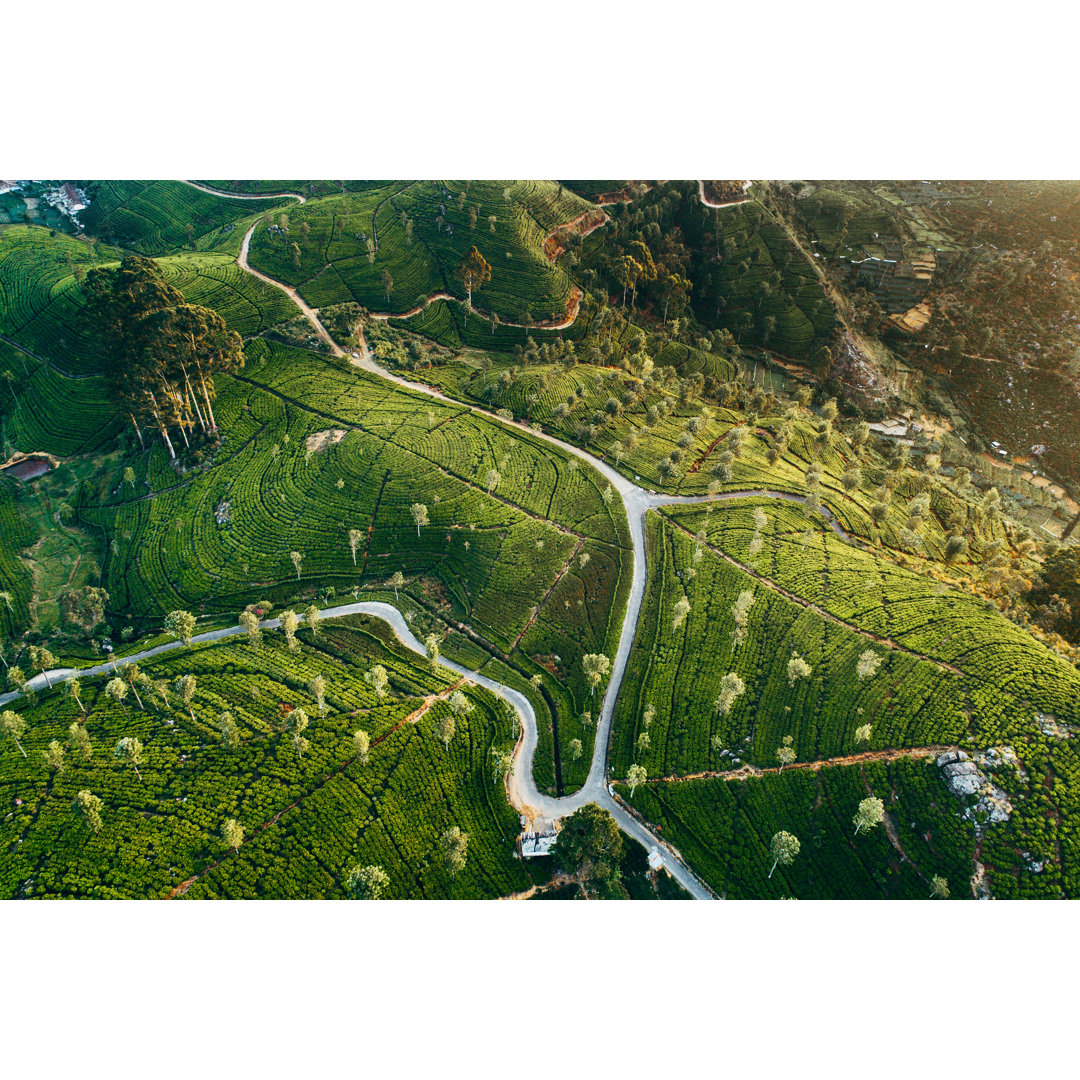 Teeplantage in Sri Lanka von Oleh_Slobodeniuk - Kunstdrucke ohne Rahmen auf Leinwand