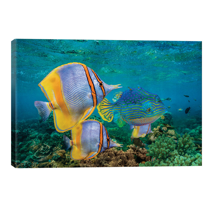 Butterflyfish And Horned Boxfish, Coral Coast, Australia by Tim Fitzharris - Wrapped Canvas Print