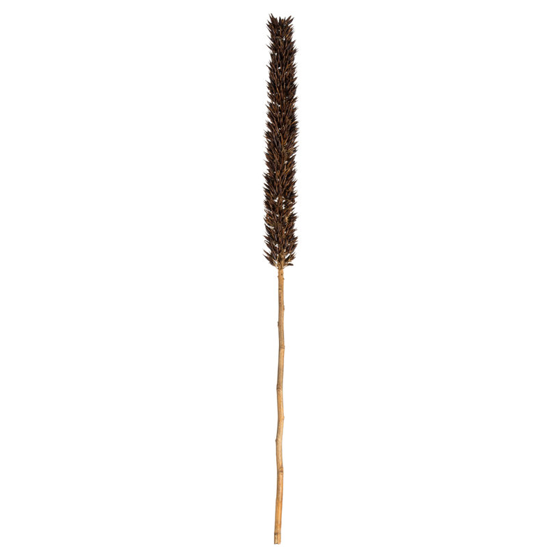 42'' Plant
