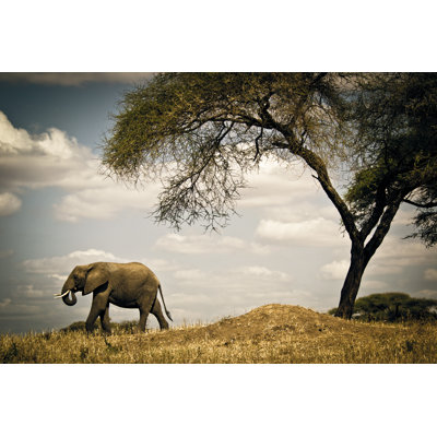 Elephant 1 Piece Wrapped Canvas Wall Art