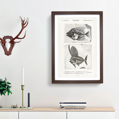 Fish Fossil Illustrations PL. L by Charles D'Orbigny - Picture Frame Painting Print