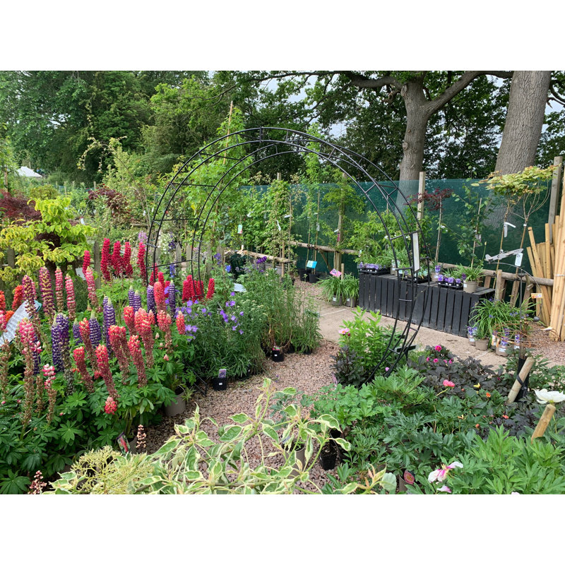 Baela 238.8cm W x 66cm D Arbour, Black