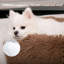 Lit pour chien et chat Calming-86841660-86841663