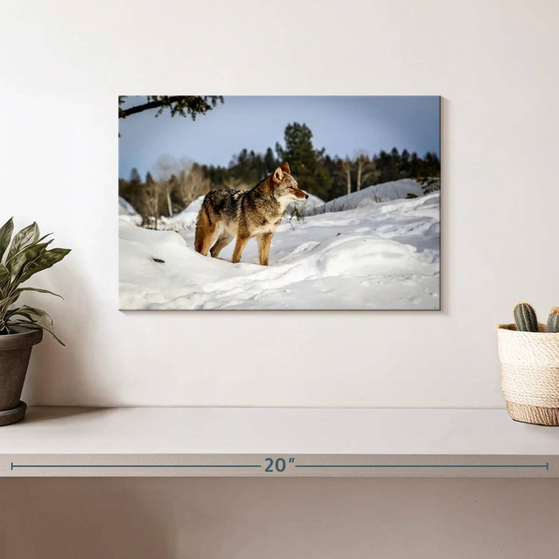 Coyotes de neige d'hiver Brampt, H 8 po x l 12 po