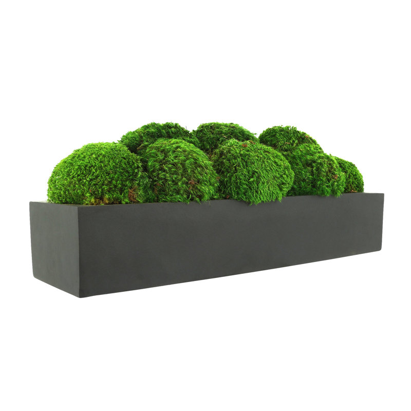 Nature's Nostalgia Preserved Moss in Fiberstone Planter, 8'' H x 19'' W x 8'' D, Black