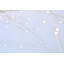 Bouleau blanc avec lumières DEL-103967513