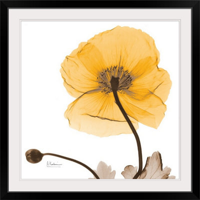 "Manigault" Islande Poppy Harvest X-Ray par Kiranjit, reproduction de photo