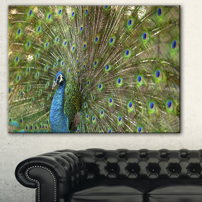 «Beautiful Peacock with Feathers», reproduction de peinture à l'huile sur toile