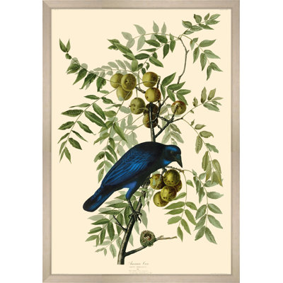 American Crow Print