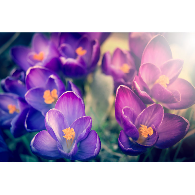 Crocus Flowers by Michal-rojek - Wrapped Canvas Print, 30cm H x 46cm W