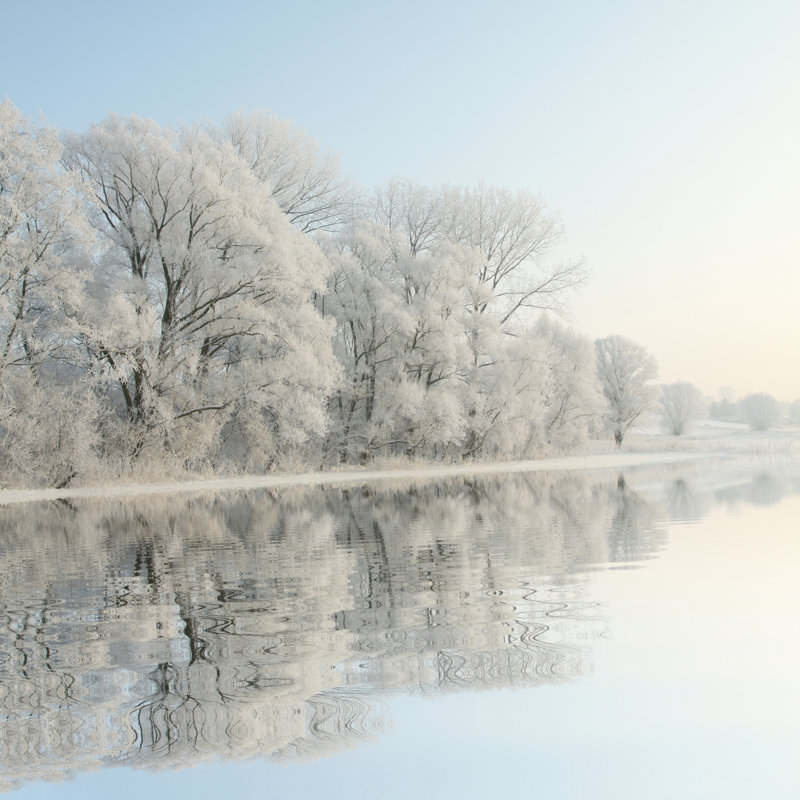 Frosty Winter Trees - Wrapped Canvas Print, 30cm H x 30cm W x 3.8cm D