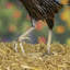 Statue de coq Auris