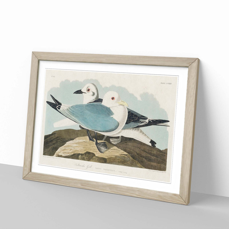 Two Kittiwake Gulls by John James Audubon - Picture Frame Painting Print, Oak Framed, 36cm H x 48cm W x 2cm D