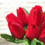 Centre de table tulipes dans un vase-1857431533