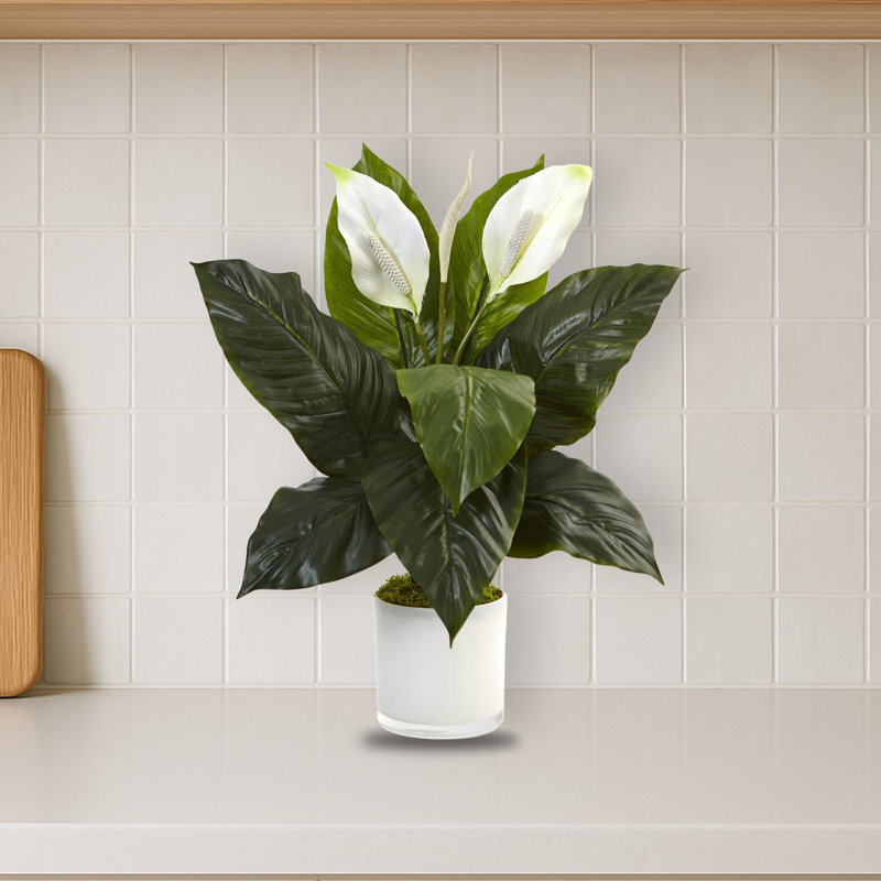 Spathifyllum Silk Plant in Glass Planter