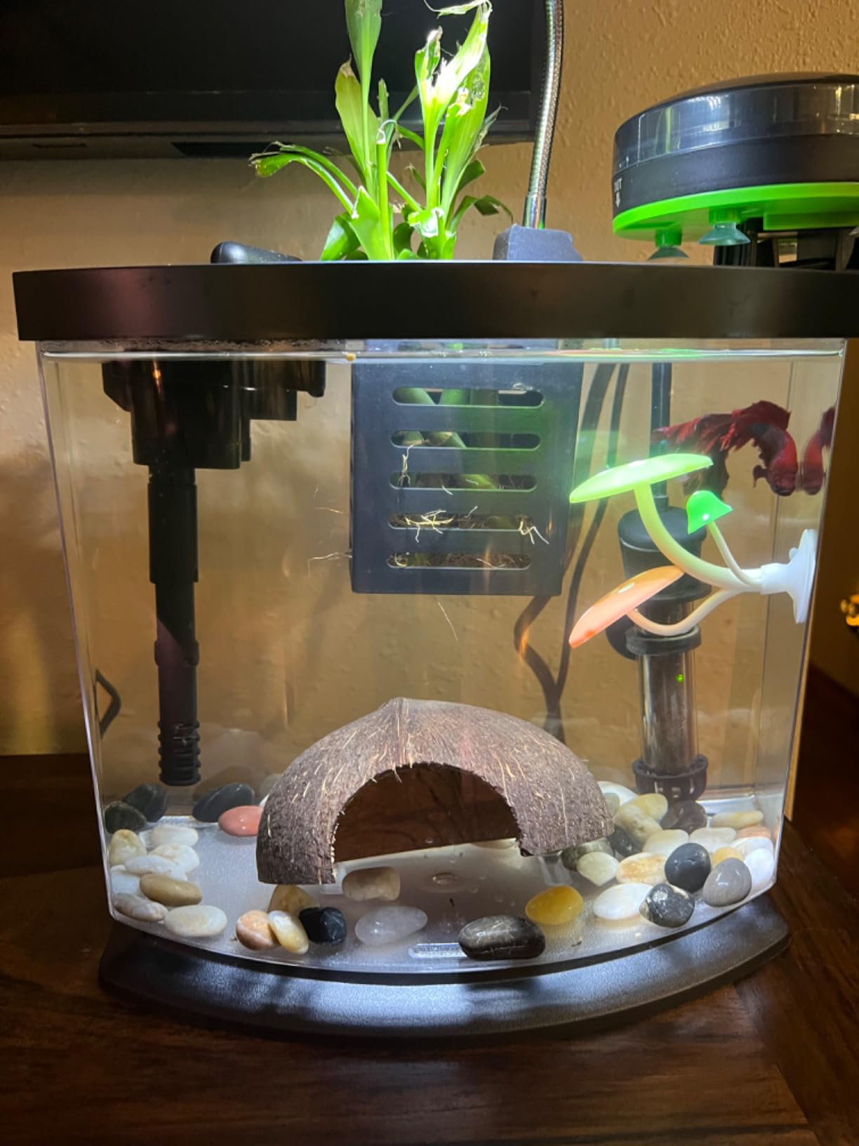 Best fish mini aquarium 2025