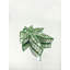 Leaf Of Bling-1796719316