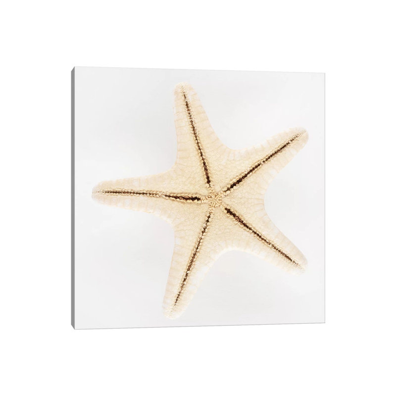 Seashell Star by Philippe Hugonnard - Wrapped Canvas Gallery-Wrapped Canvas Giclée, 30.48 cm H x 30.48 cm W