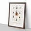 Beetle Illustrations PL.2 by Charles D'Orbigny - Single Picture Frame Print-55543924-55543927