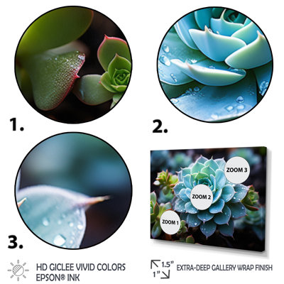 Bleu succulent serein