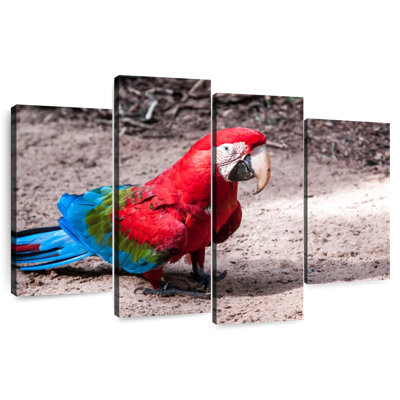 Brampt Brazilian Red Macaw