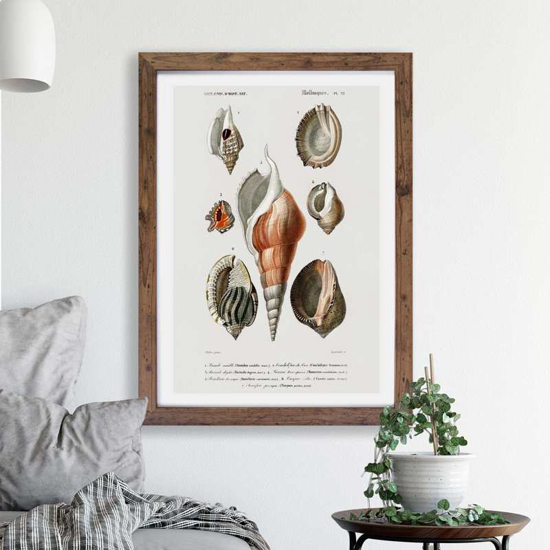 'Mollusc Shell Illustrations PL. 22' by Charles d' Orbigny - Picture Frame Painting Print on Paper, 24cm H x 33cm W x 2cm D