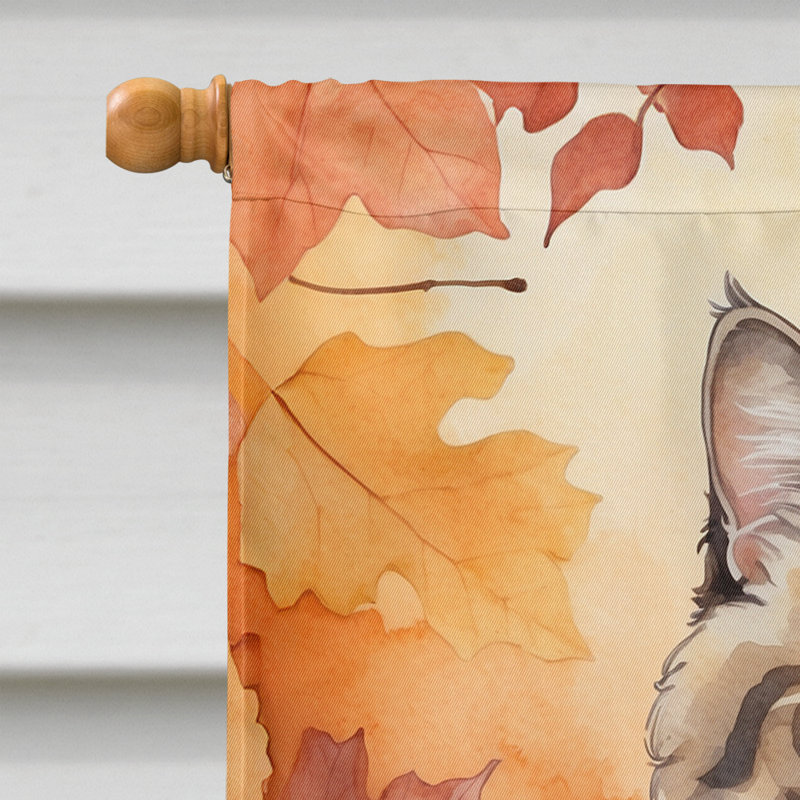 Chat en feuilles d'automne, Selkirk Rex