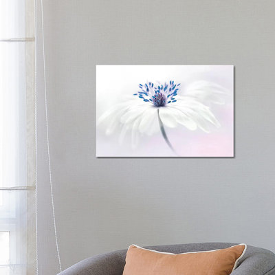 Anemone Blanda- Gallery-Wrapped Canvas Giclée