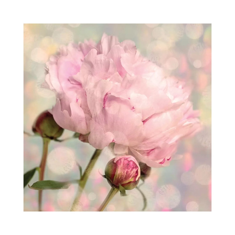 Peony Buds - Wrapped Canvas Painting, 45.72 cm H x 45.72 cm W x 1.91 cm D