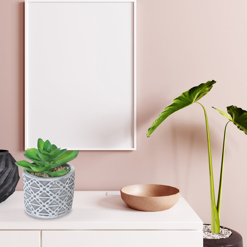 Succulent Arrangement in Pot