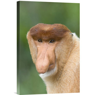 " Proboscis Monkey Male "