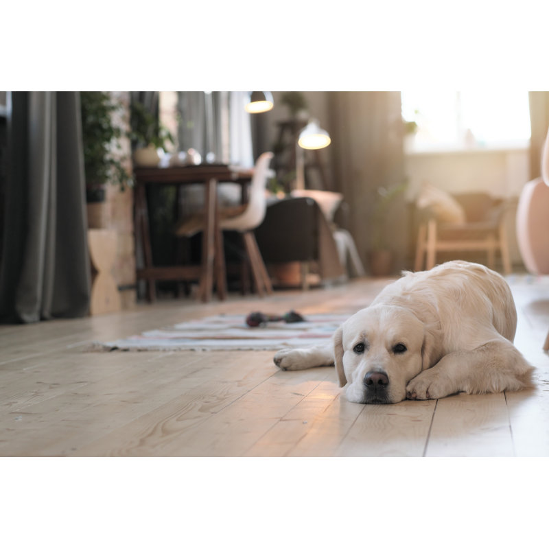 Chien au repos - Photographie sur toile tendue, H 12 po x l 18 po