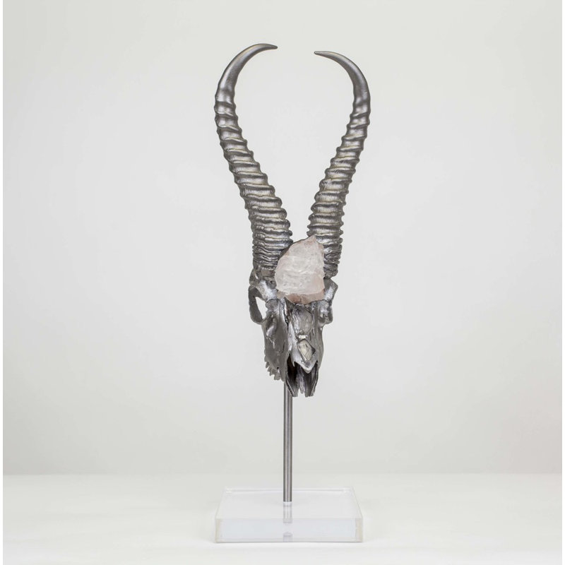 Tasman Springbok Skull with Horns Mounted Statue