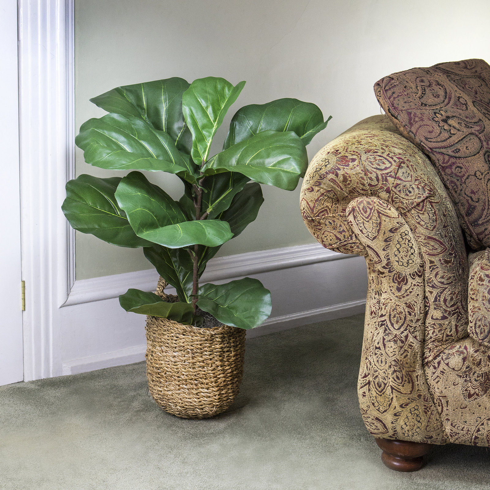 36" Fiddle Leaf Fig Plant in Basket