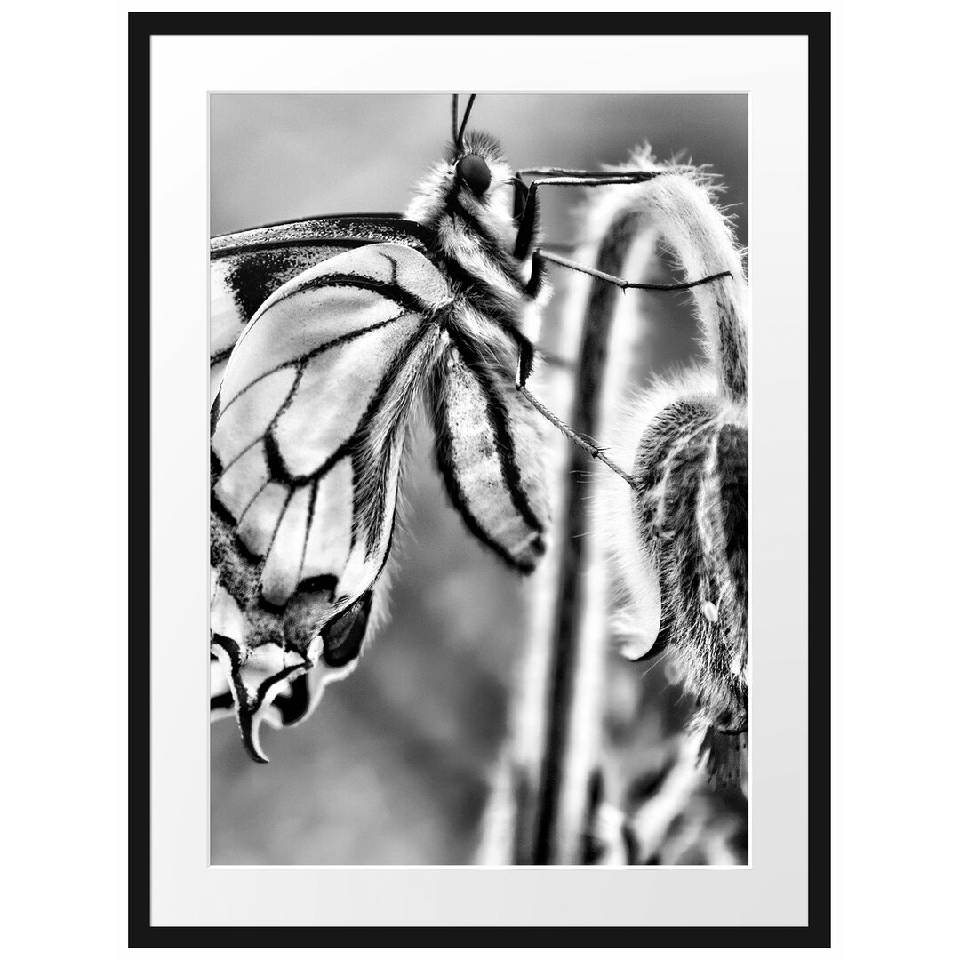 Gerahmter Fotodruck Swallowtail Butterfly