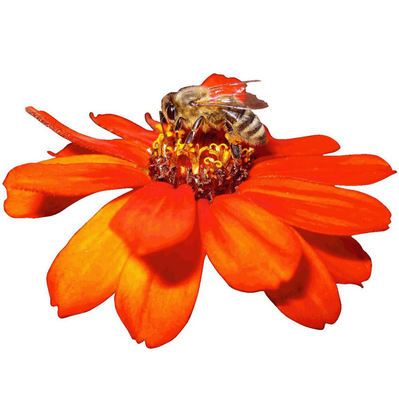 Adhésif décoratif Gottschalk Pollen, 33,5 po x 48 po