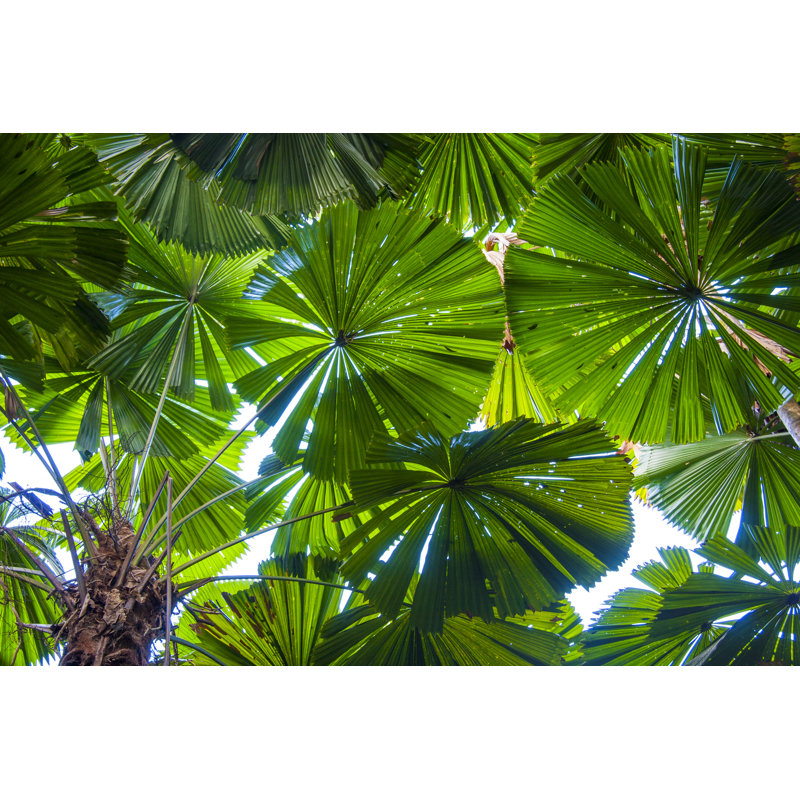 Licuala Fan Palms - Wrapped Canvas Print, 81cm H x 122cm W x 3.8cm D