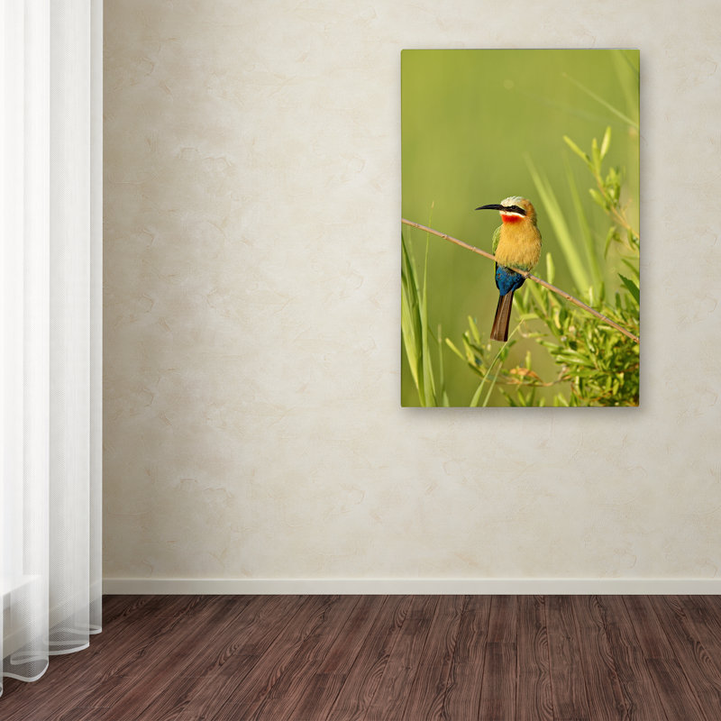 Colorful Birds Photography Print on Canvas, 19" x 12"