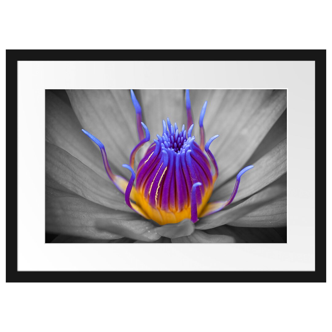 Wunderschöne exotische Blume Gerahmte Fotokunstdruck Poster