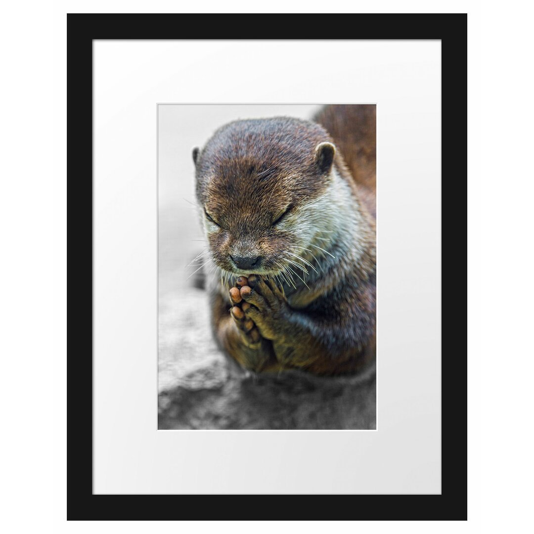 Anmutiger kleiner Otter Gerahmter Fotokunstdruck Poster