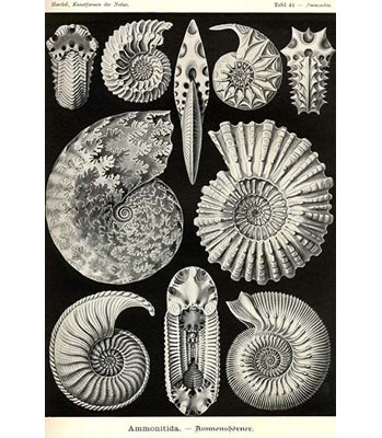 Reproduction d’art graphique, "ammonites" par ernst haeckel