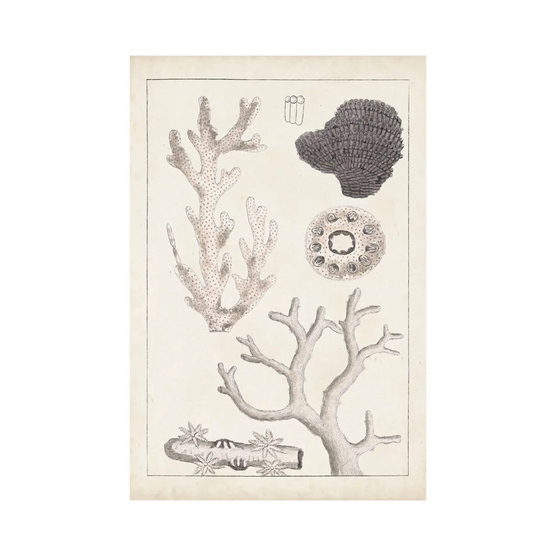 Antique White Coral II by Vision Studio - Wrapped Canvas Painting, 20.32 cm H x 30.48 cm W