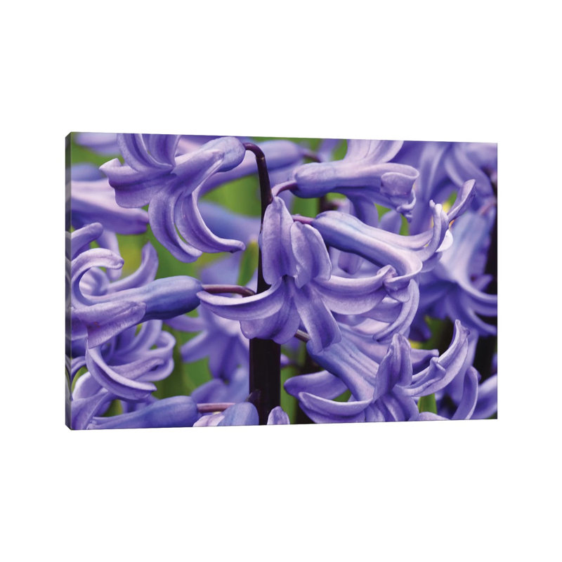 Hyacinths Up Close 1 Piece Wrapped Canvas Wall Art, 20.32cm H x 30.48cm W