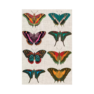 Polychrome Butterflies II by Vision Studio - Wrapped Canvas Painting